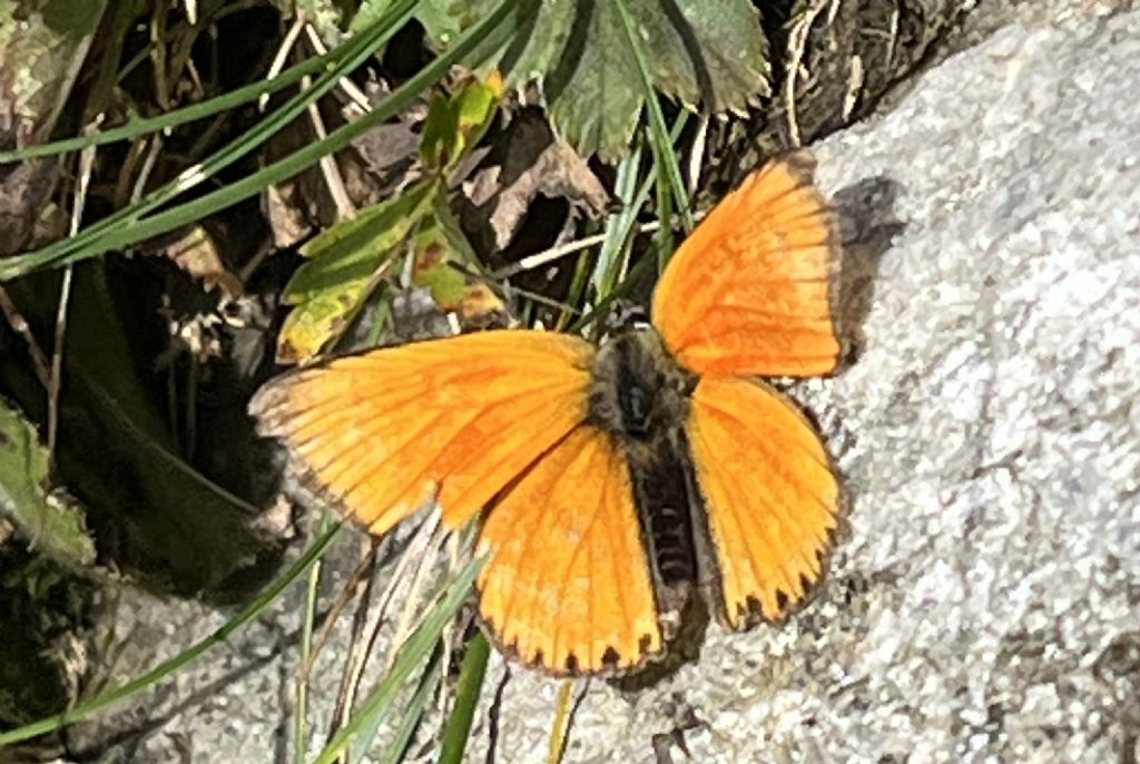 Lycaena virgaureae